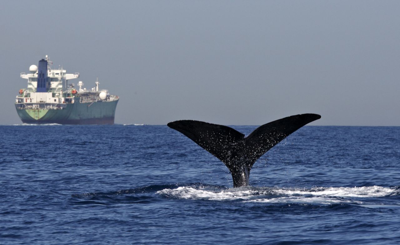 Whale migration in our noisy oceans thumbnail image