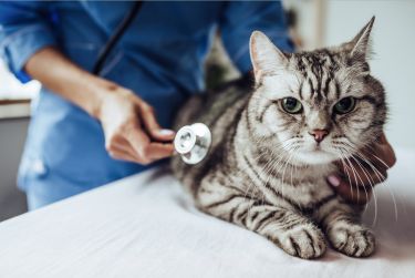 Coronavirus in cats? thumbnail image