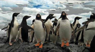 Penguin viruses in the frozen continent thumbnail image