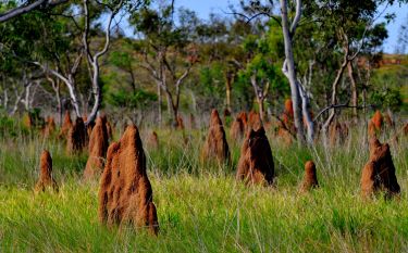 How a termite’s mound filters methane (and what it means for greenhouse gases) thumbnail image