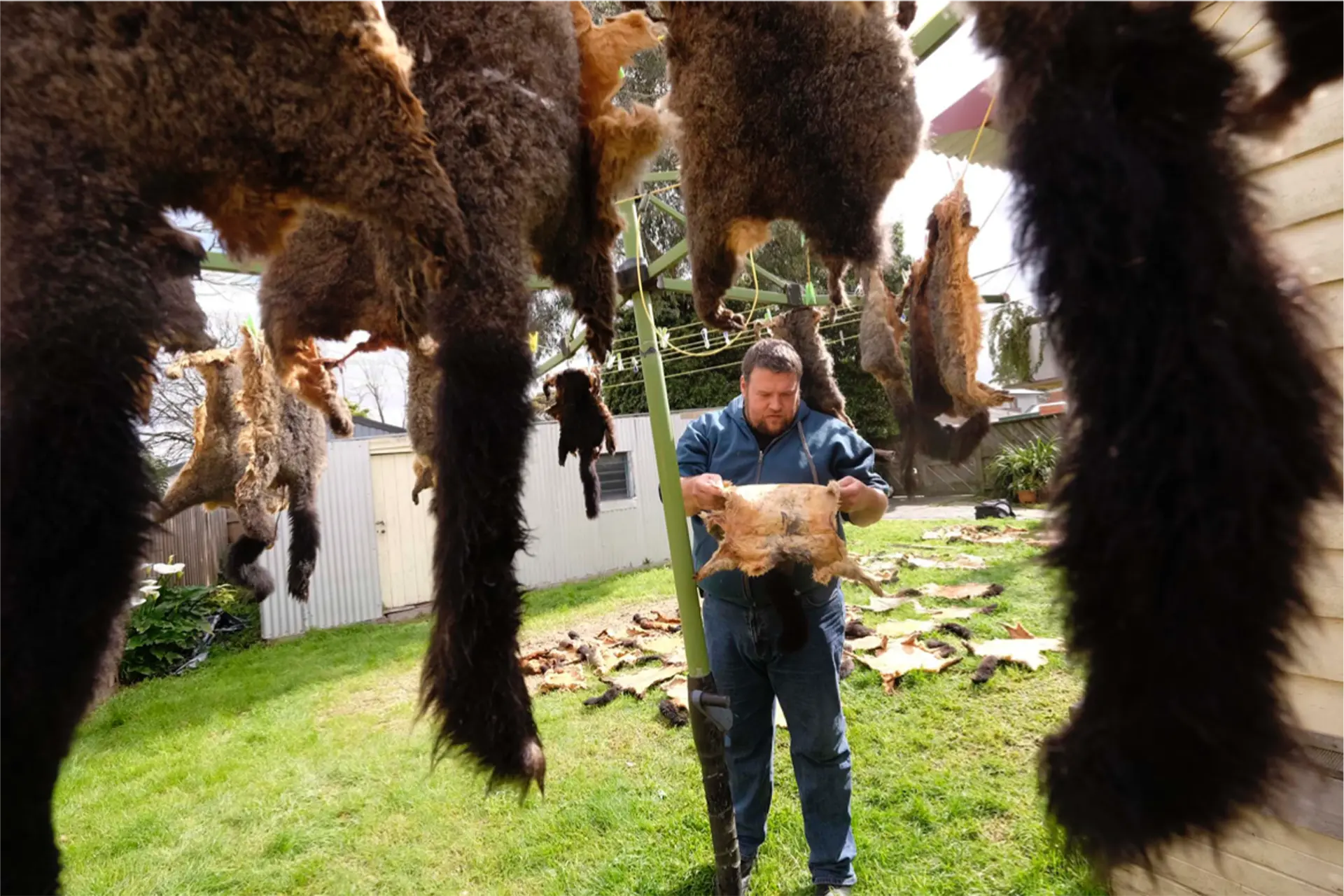 A man hanging possum skins on a backyard clothesline