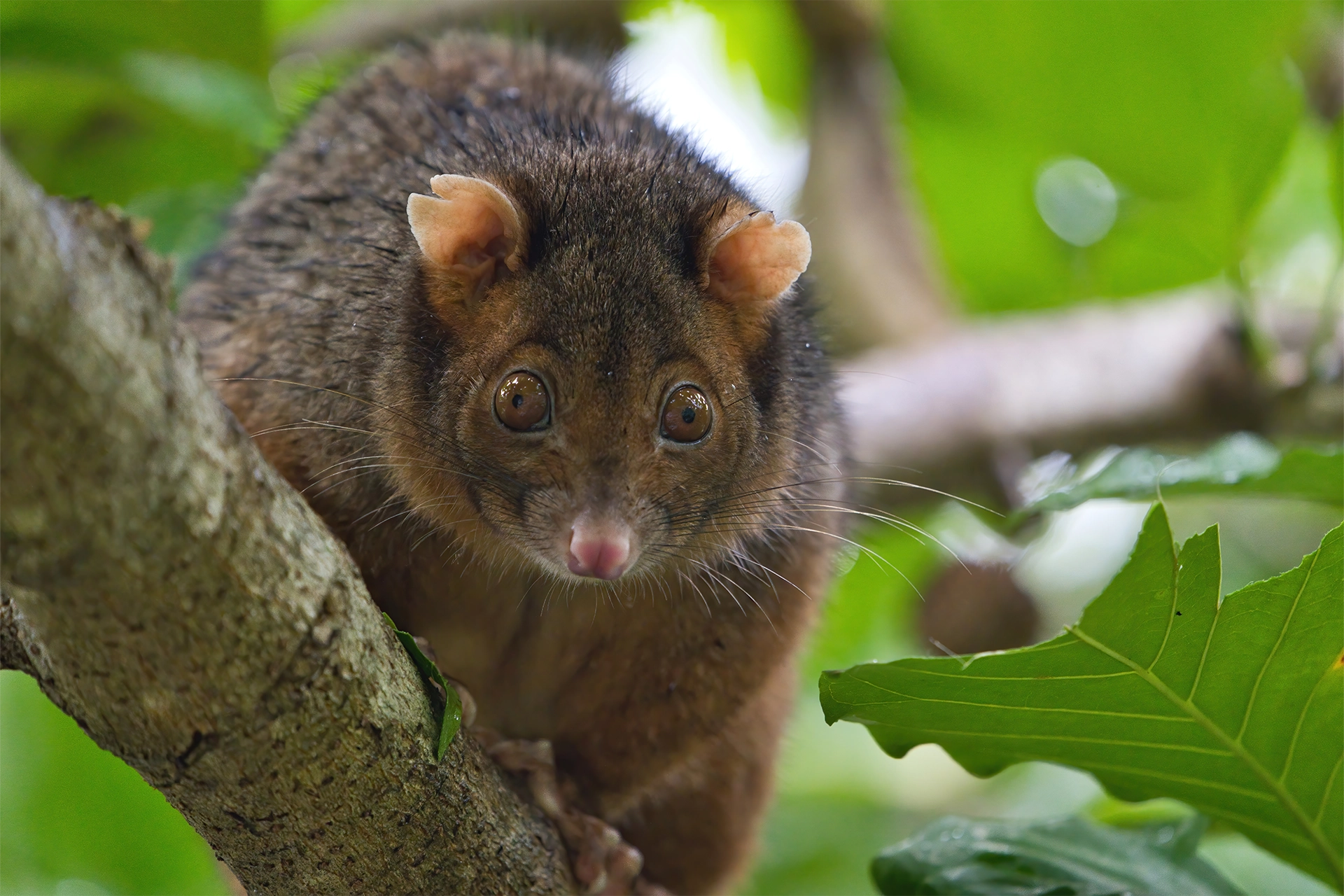 A close up of a common ring-tailed possum in a tree