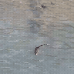 A rakali swims in open water and dives down below the surface