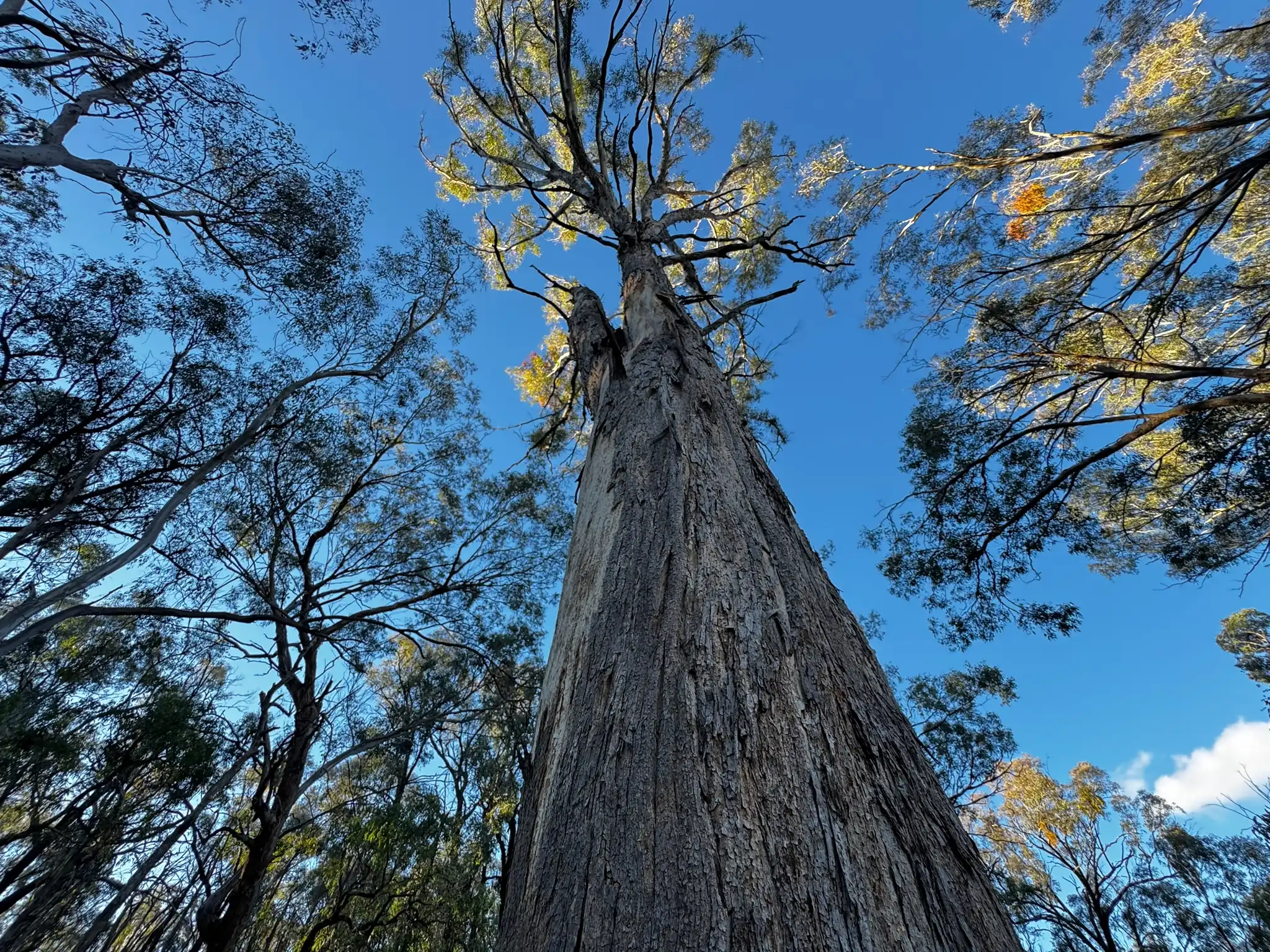 Looking up from the base of a tall Yellow Box tree