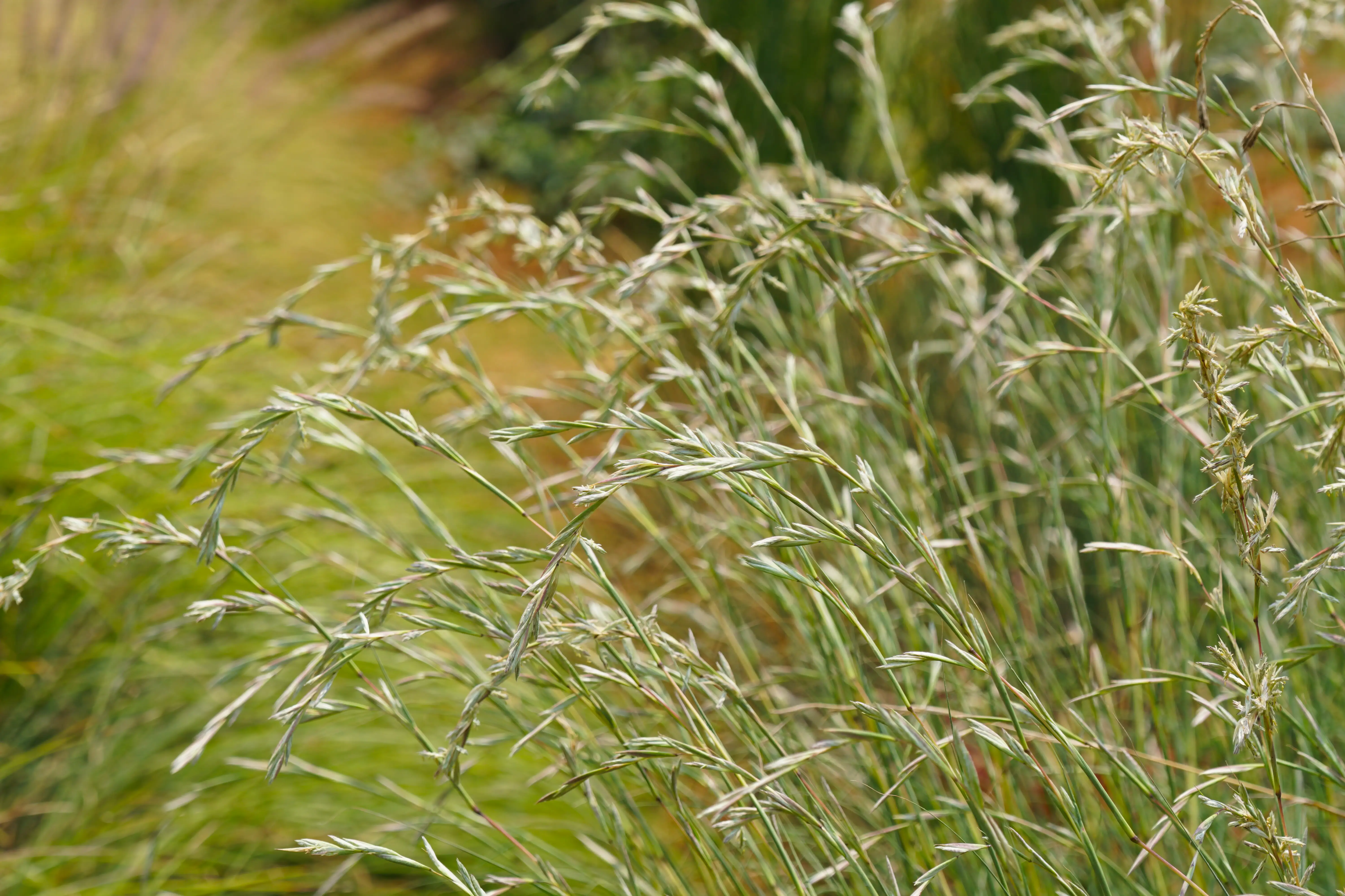A close-up of Lolium perenne or perennial ryegrass