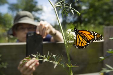 You might find a rare species in your backyard thumbnail image