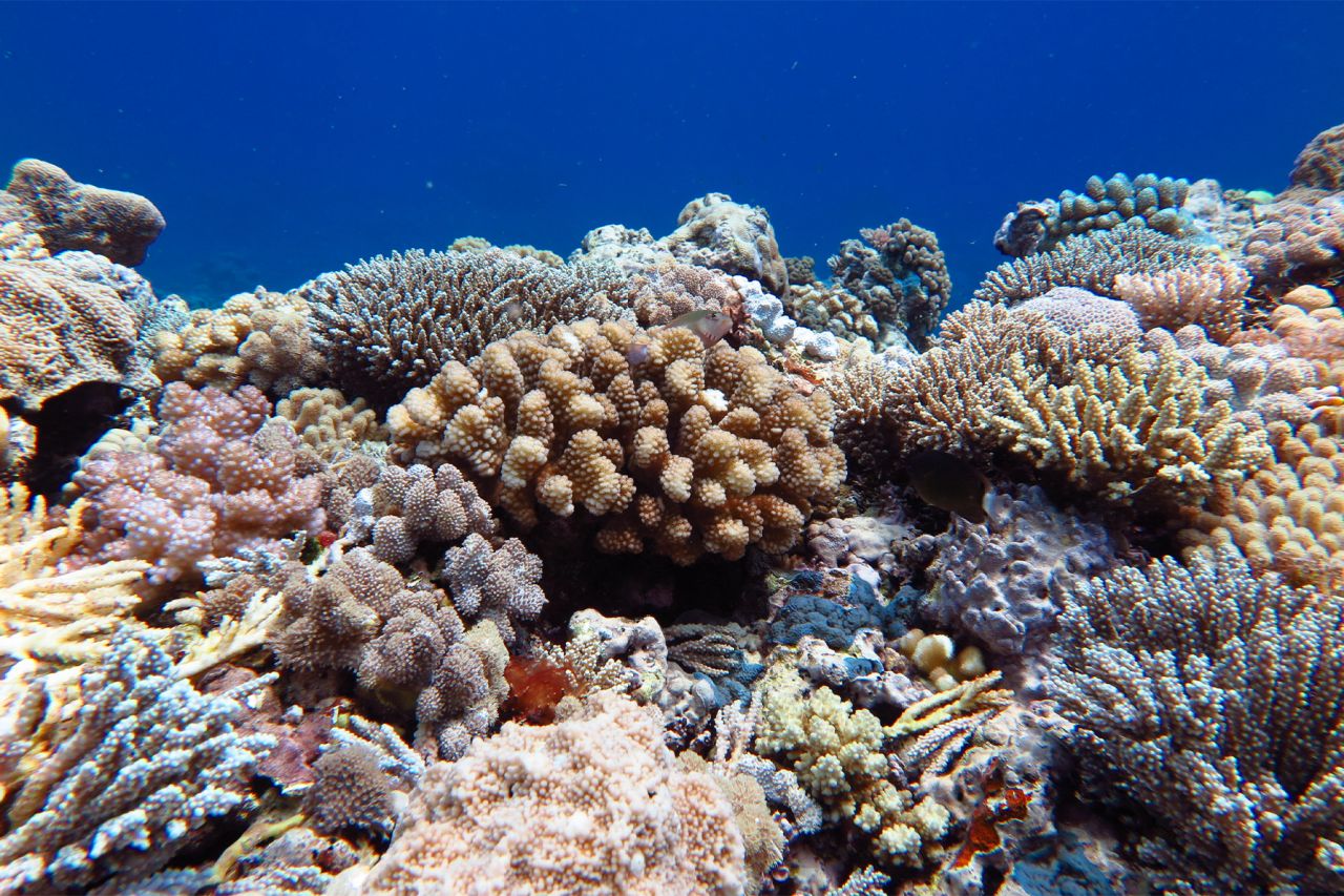 Restoring coral reefs by hedging our bets thumbnail image
