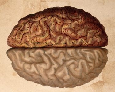 Mapping the terra incognita of our brains thumbnail image