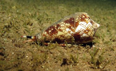 Sea snail venom holds clues for diabetes treatment thumbnail image