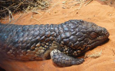 The sleepy lizard awakens new tools for climate change research thumbnail image