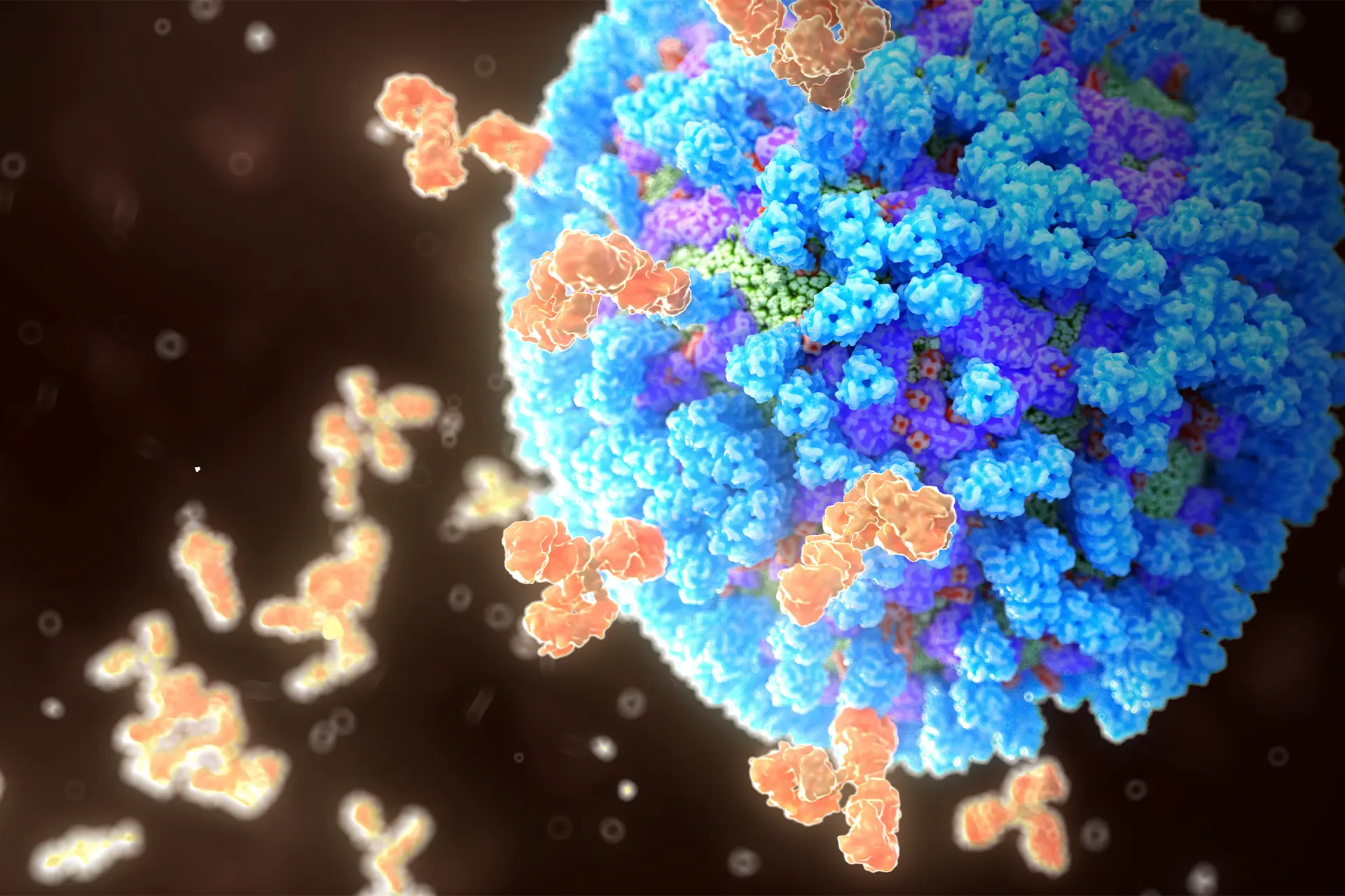Digital image of antibodies attaching to a flu virus
