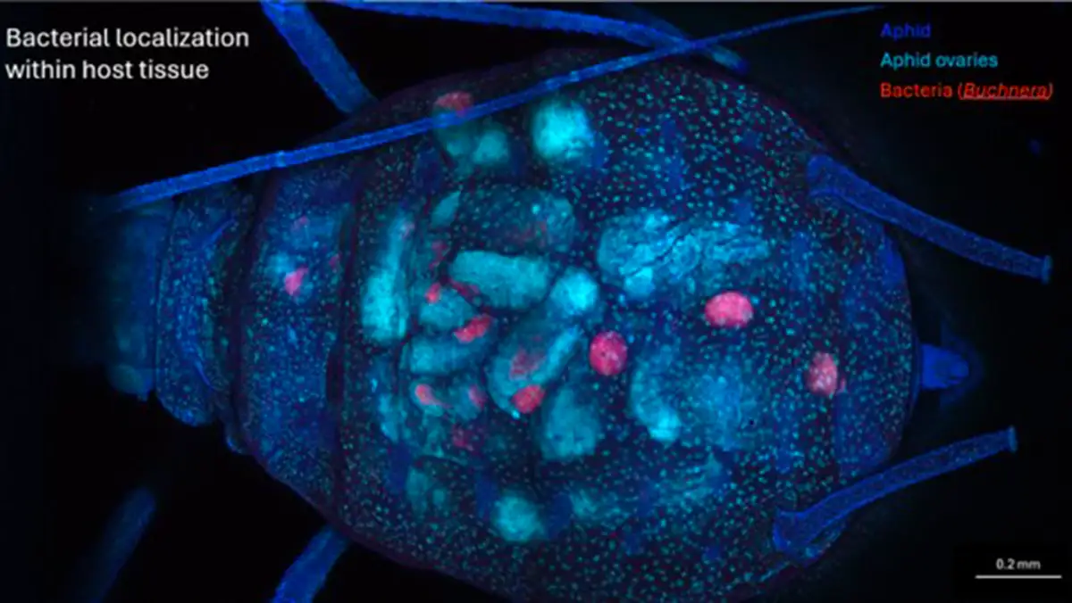 The photo shows the host aphid (dark blue), the aphids ovaries (light blue) and the bacteria, Buchnera (red) living inside the host.