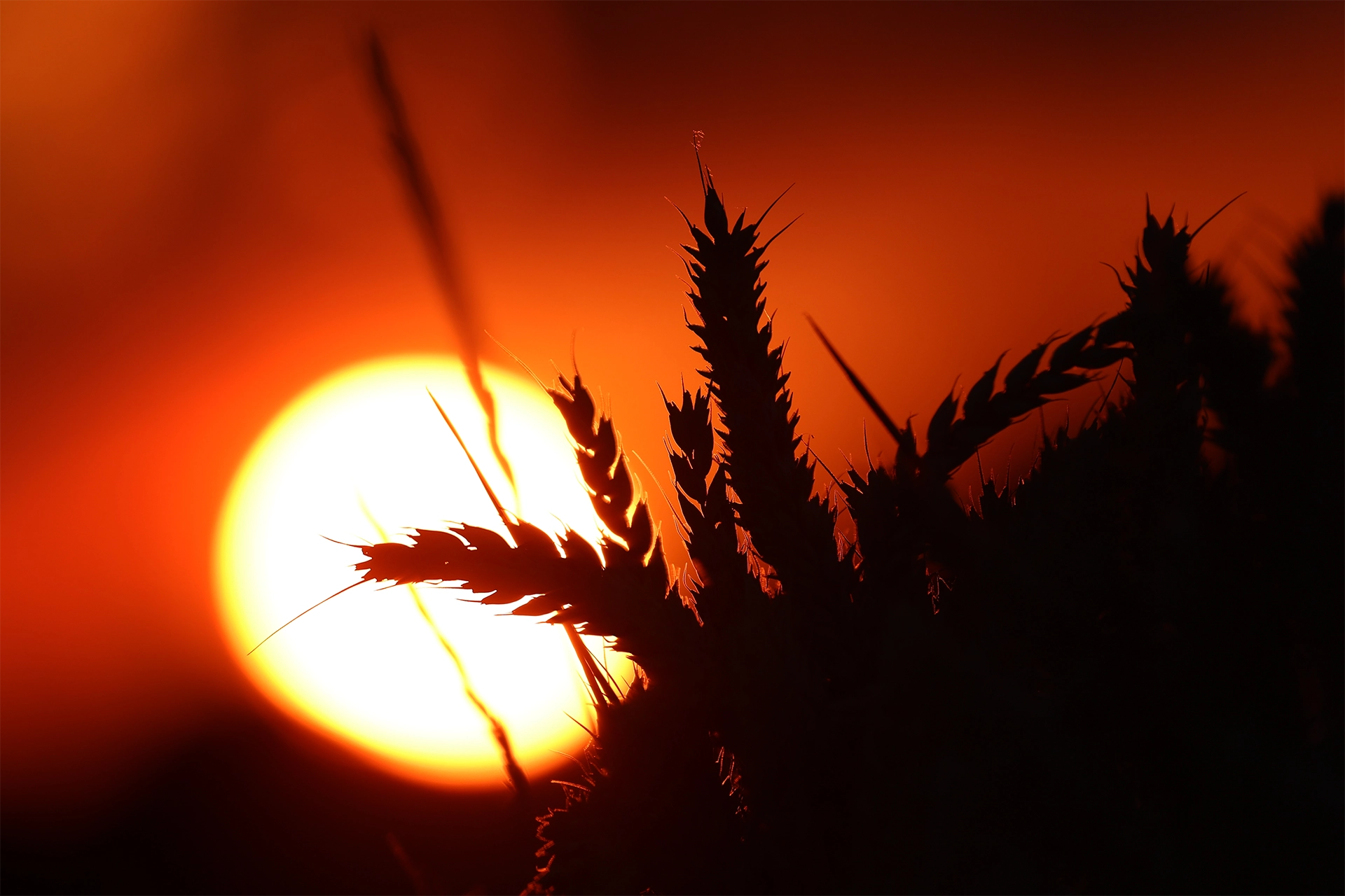 Sun shining through wheat stalks
