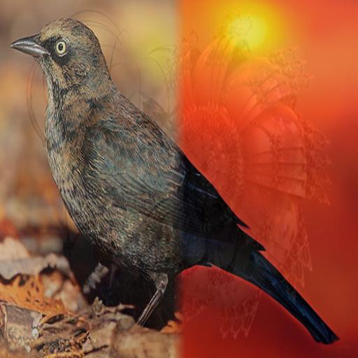 An edited image of a bird used for computer vision training