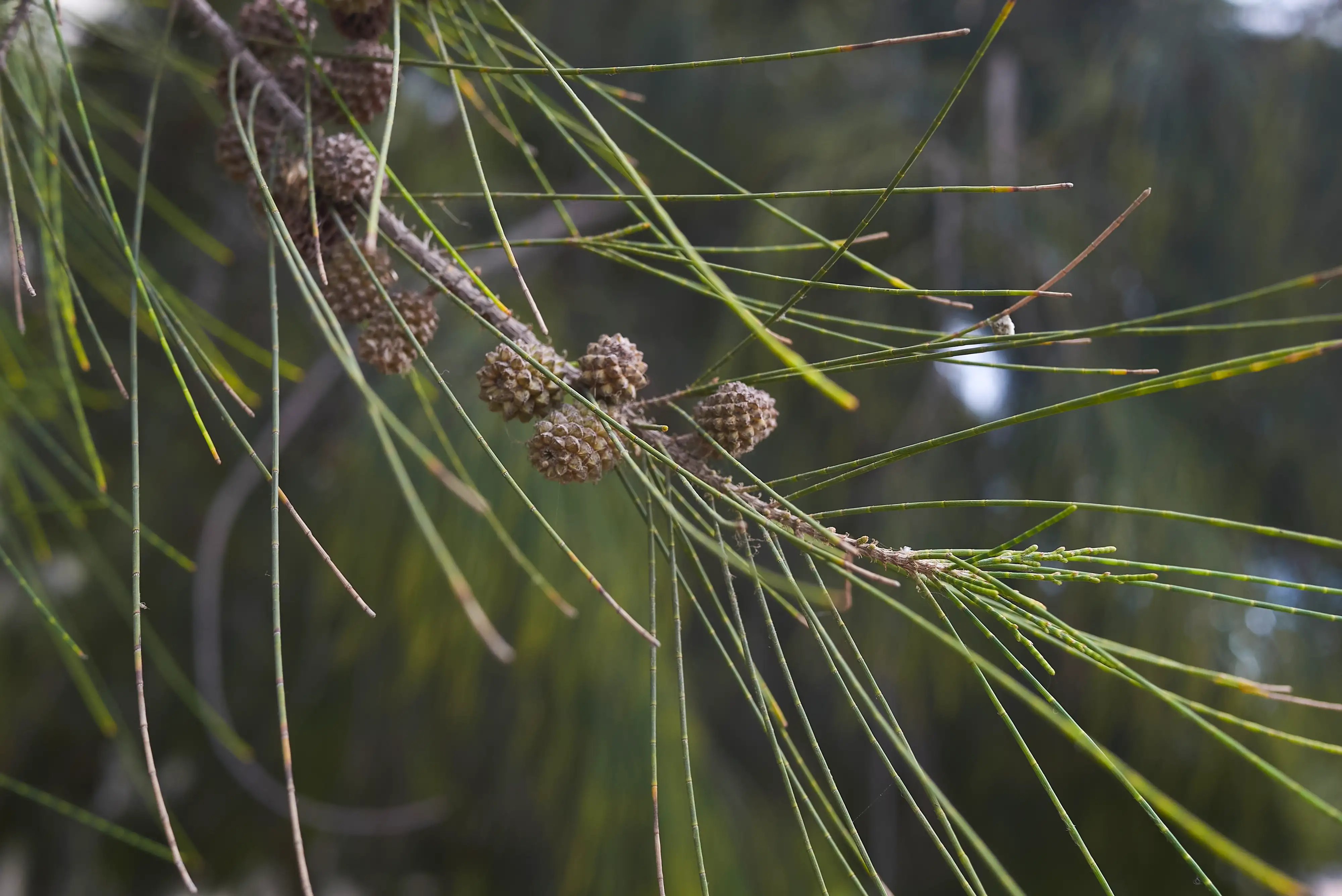 A close-up of the needle-like leaves of the she-oak, genus Casuarina