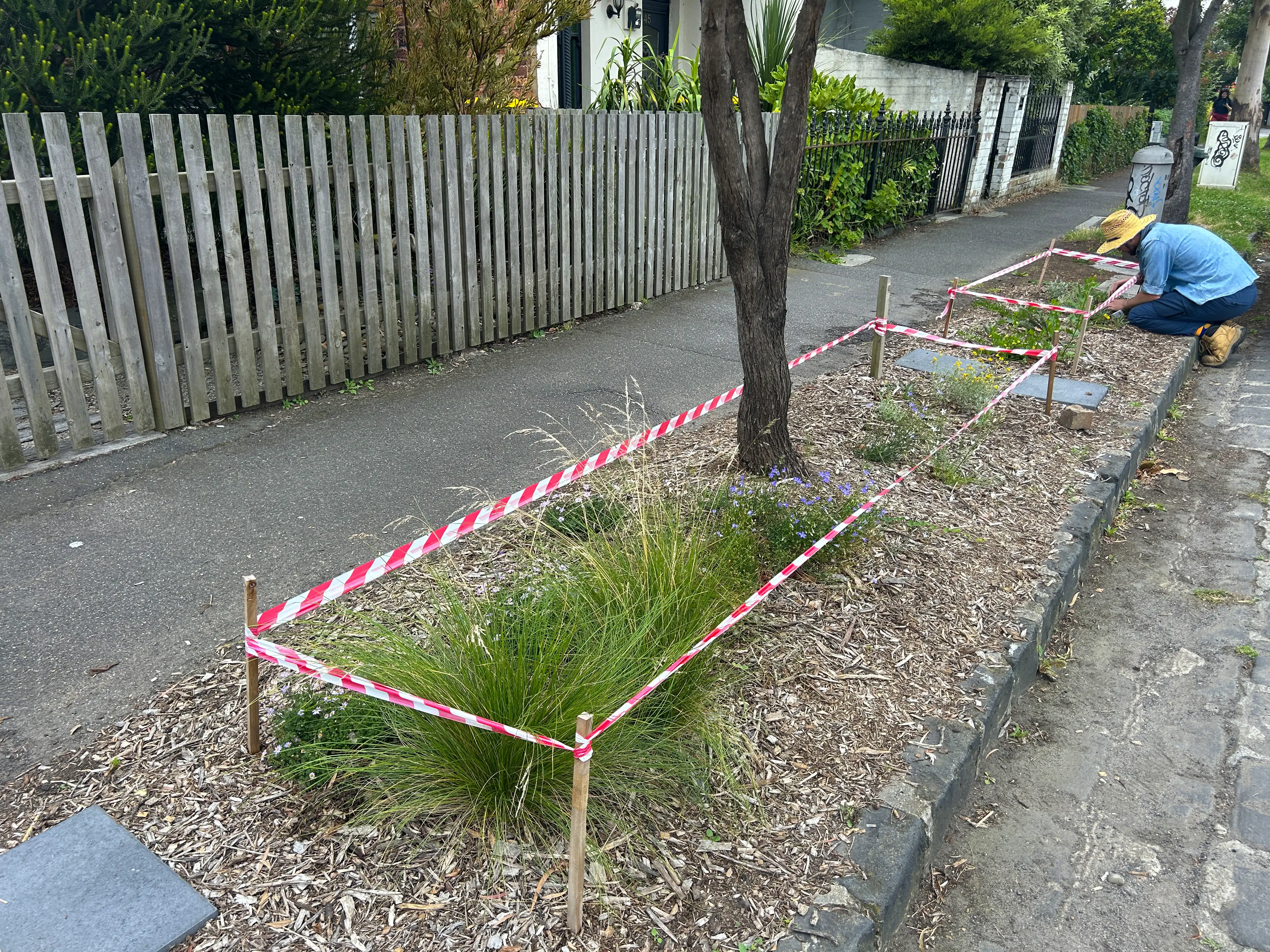 A man tending to new plants on a nature strip