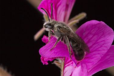 Fighting to save our Aussie bees – one bee hotel at a time thumbnail image