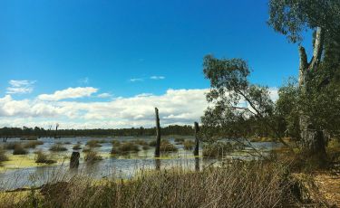 Returning water rights to Aboriginal people thumbnail image