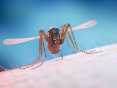 Tracking the movement of mosquito stowaways thumbnail image