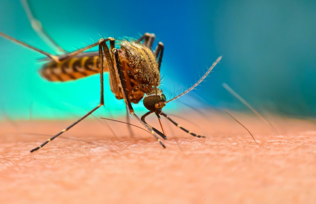 Preventing the spread of malaria thumbnail image