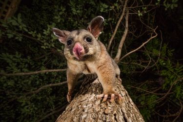 The science that stops possums eating your garden thumbnail image