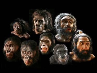 Untangling our evolutionary history thumbnail image