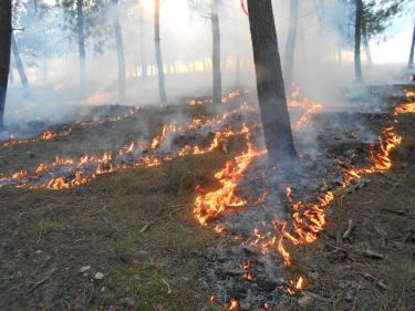 Managing bushfires for safety and biodiversity thumbnail image