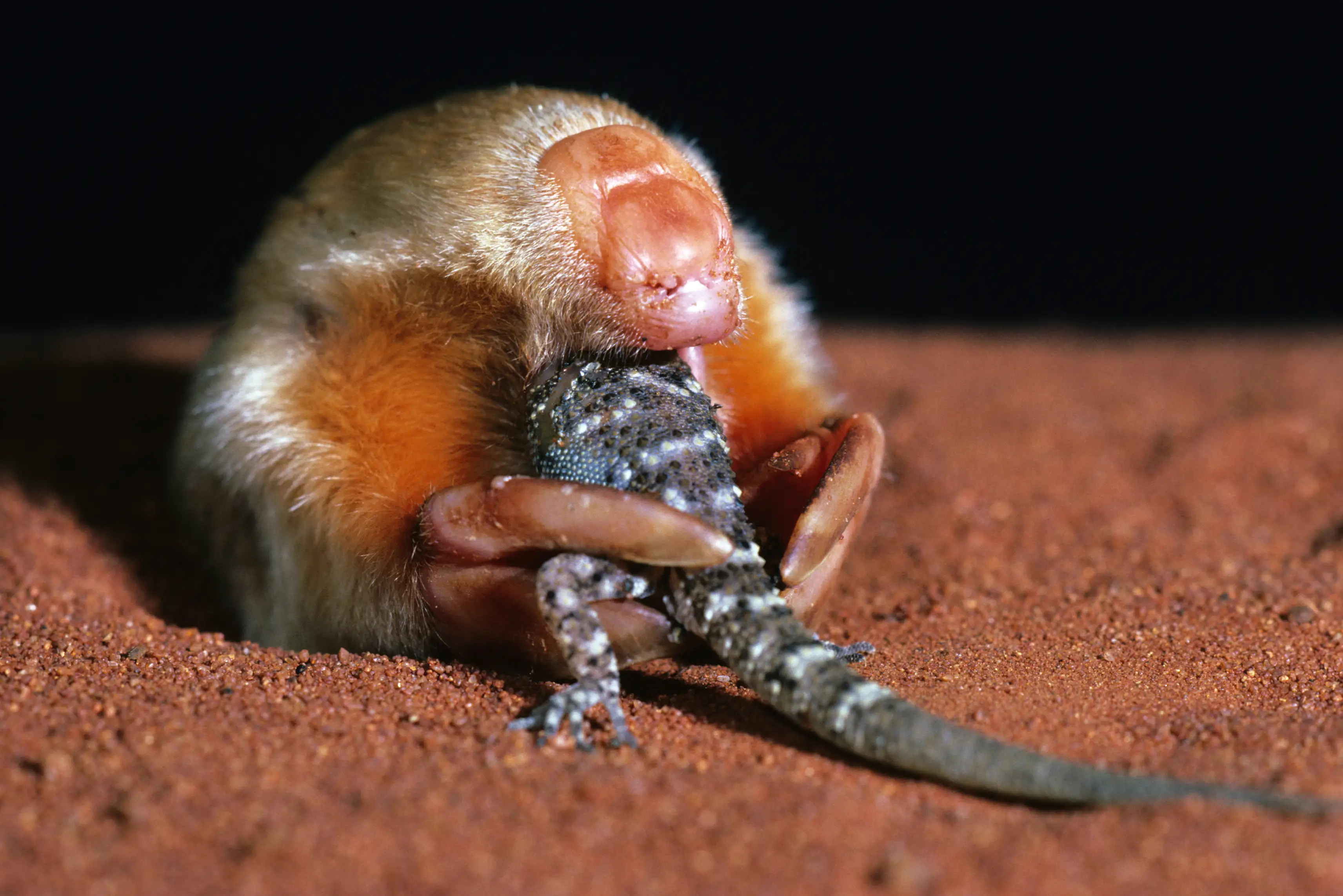 A close-up of an Australian marsupial mole eating an insect