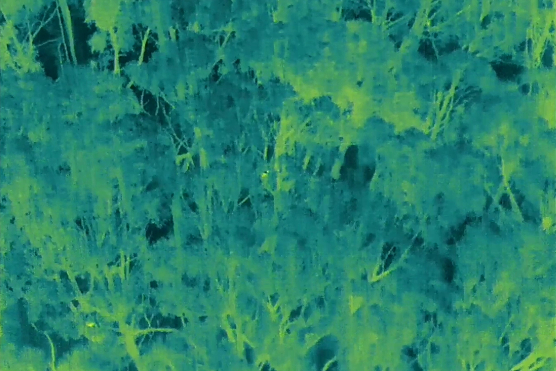 Thermal image of a forest from above