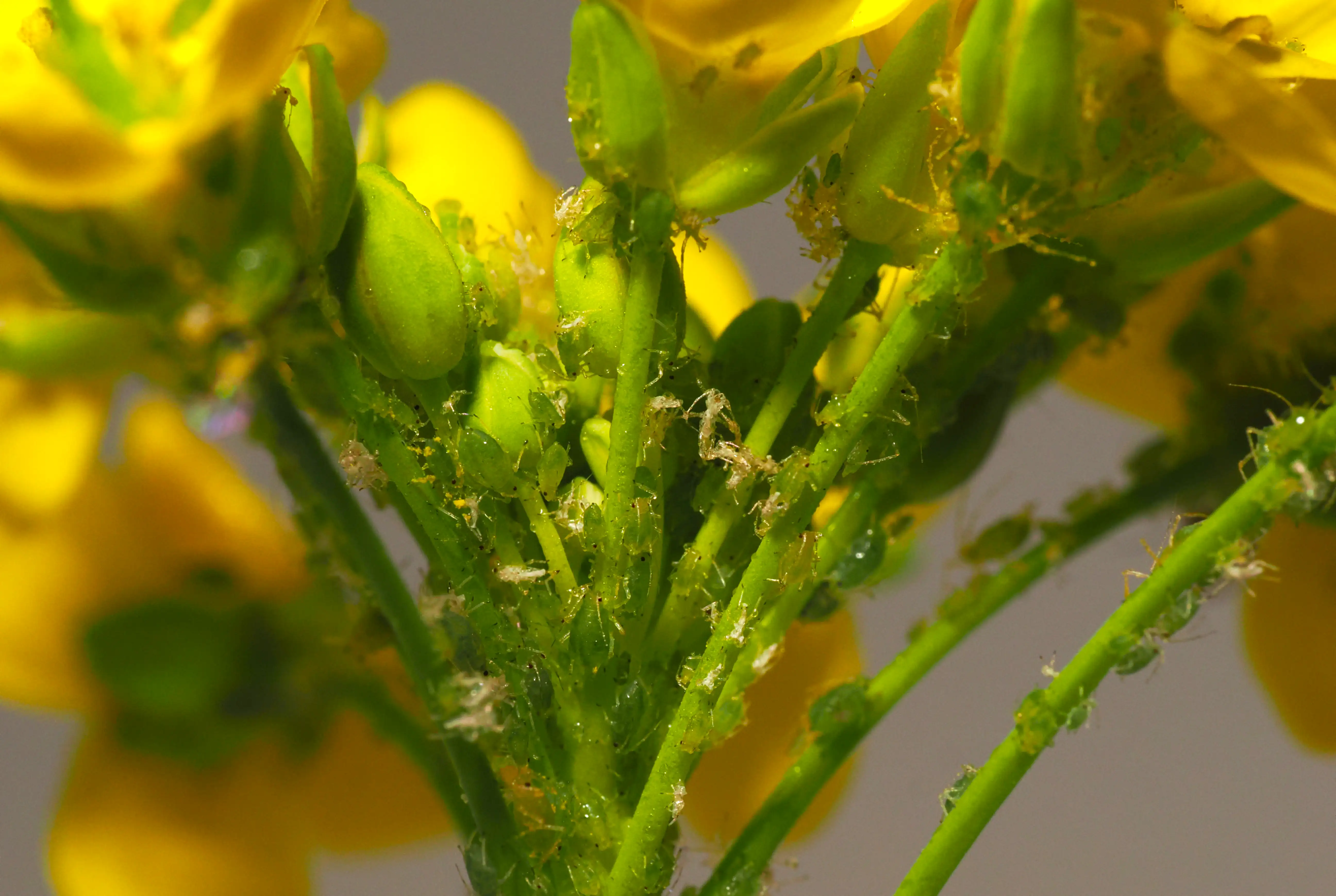 Aphids on the stems of yellow flowers