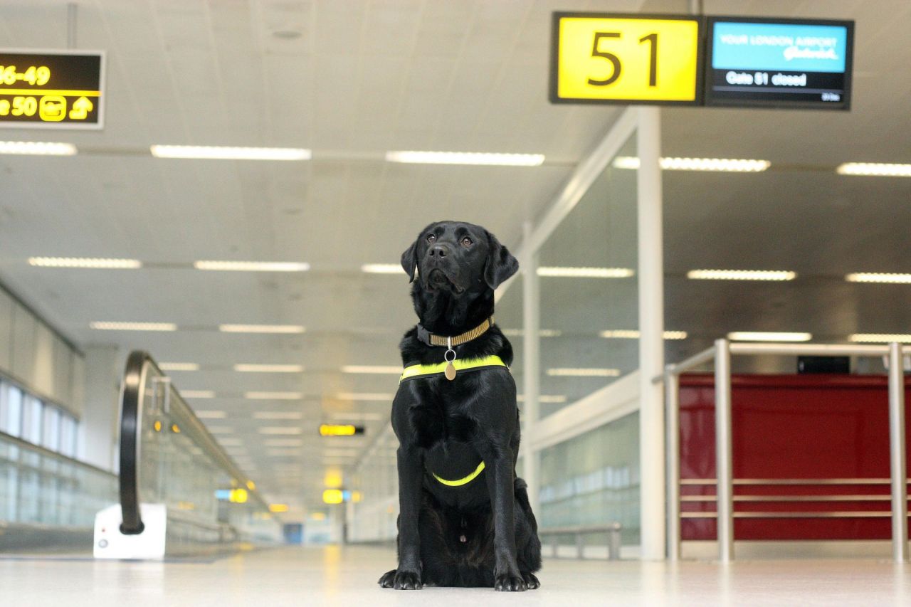 A Labrador retriever sitting in an airport concourse