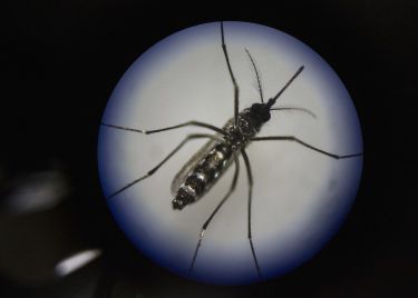 Scientists and government agencies are targeting mosquitoes with bacteria thumbnail image