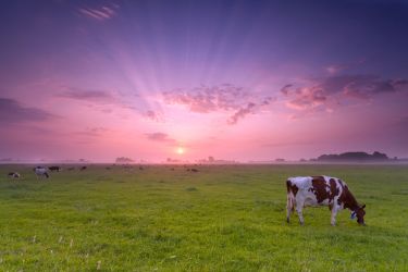 Safeguarding Australia’s dairy herd thumbnail image