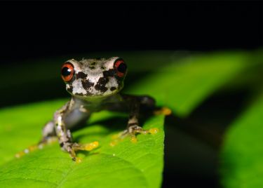 How do some frogs ‘rebound’ after disease while others perish? thumbnail image