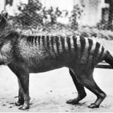 The shared evolution of the Tasmanian tiger and the wolf | Pursuit by ...