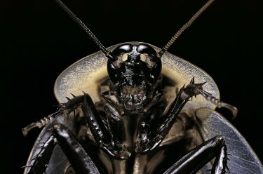 Would cockroaches really survive a nuclear apocalypse? thumbnail image