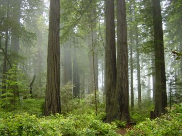 All the forests in the world from a single layer of cells thumbnail image