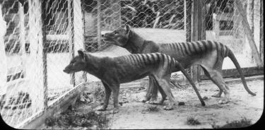 Secrets from beyond extinction: The Tasmanian tiger thumbnail image