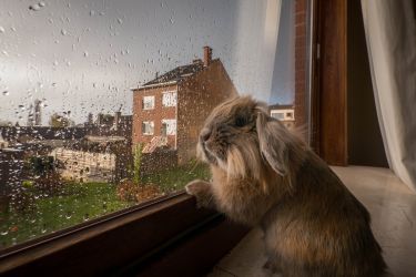 How can we tell if an animal is depressed? thumbnail image