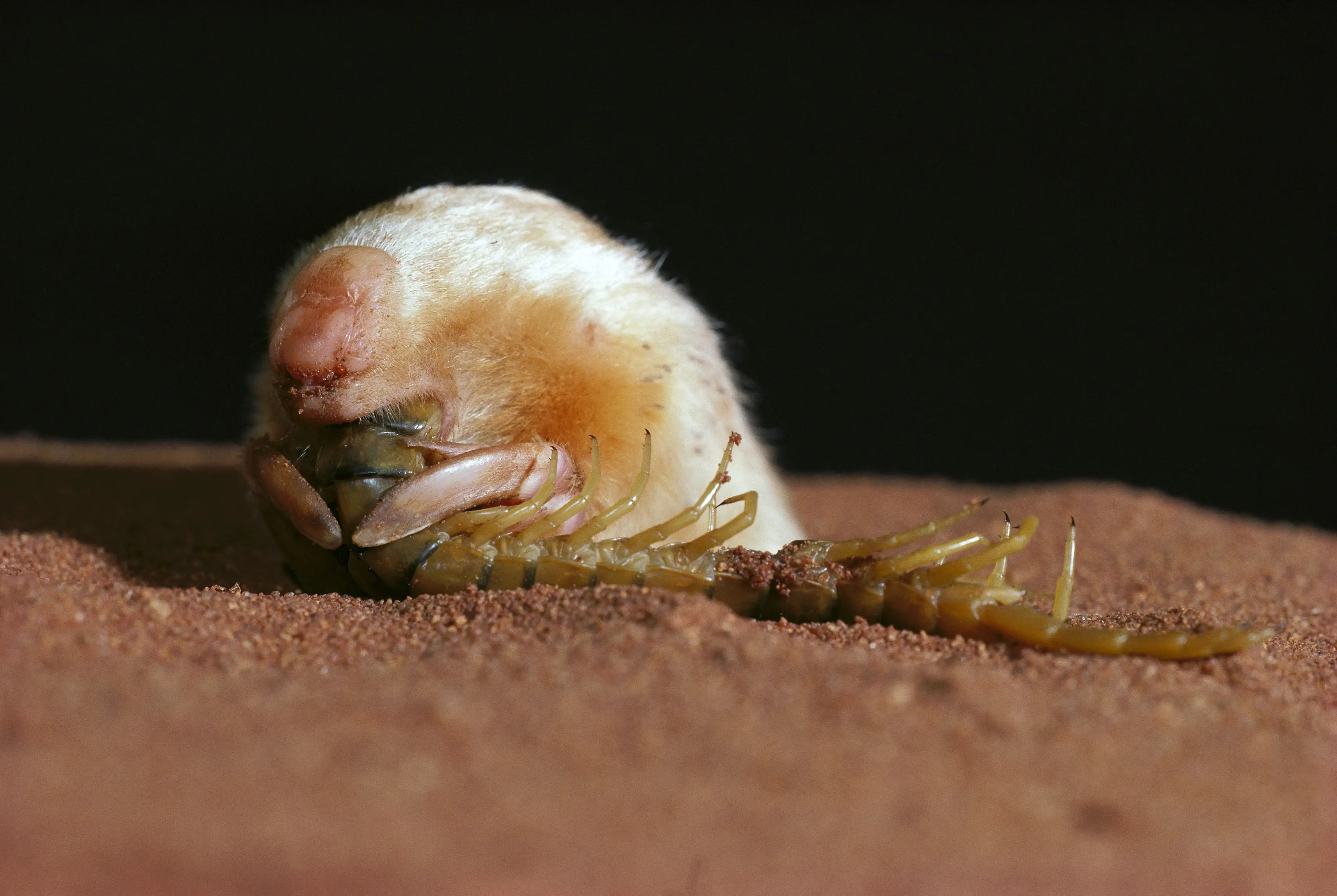 A close-up of an Australian marsupial mole eating a lizard