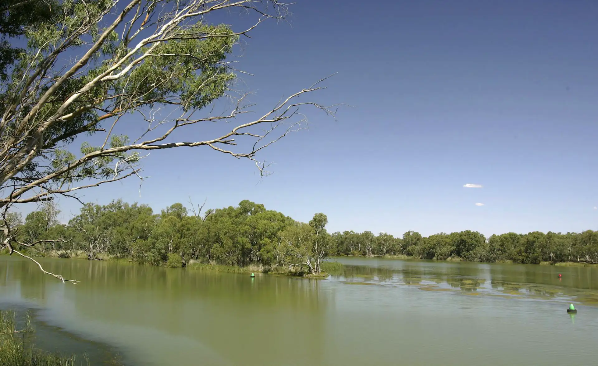 A section of the Murray Darling river taken from the bank