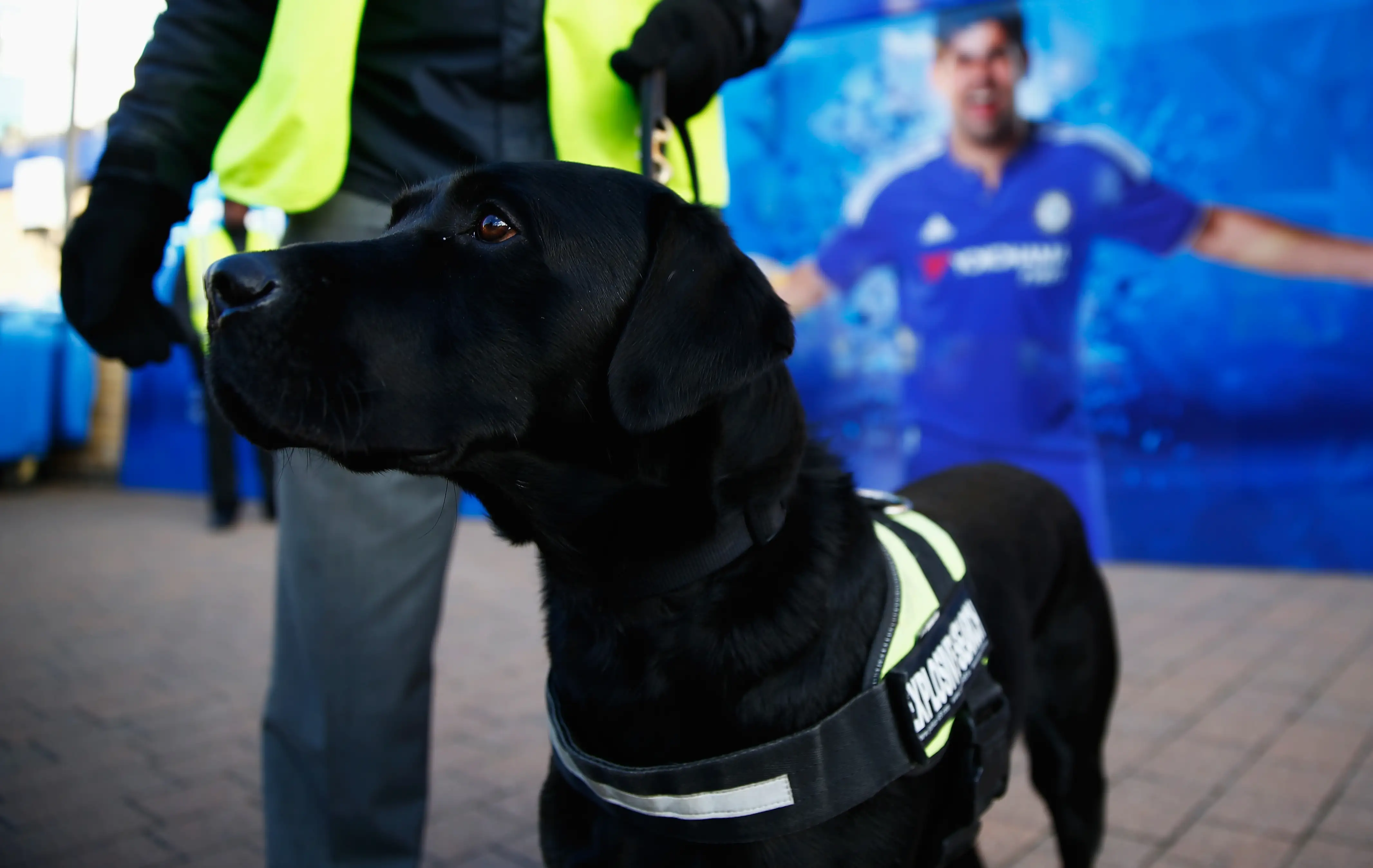 A sniffer dog is seen outside the stadium prior to a football match