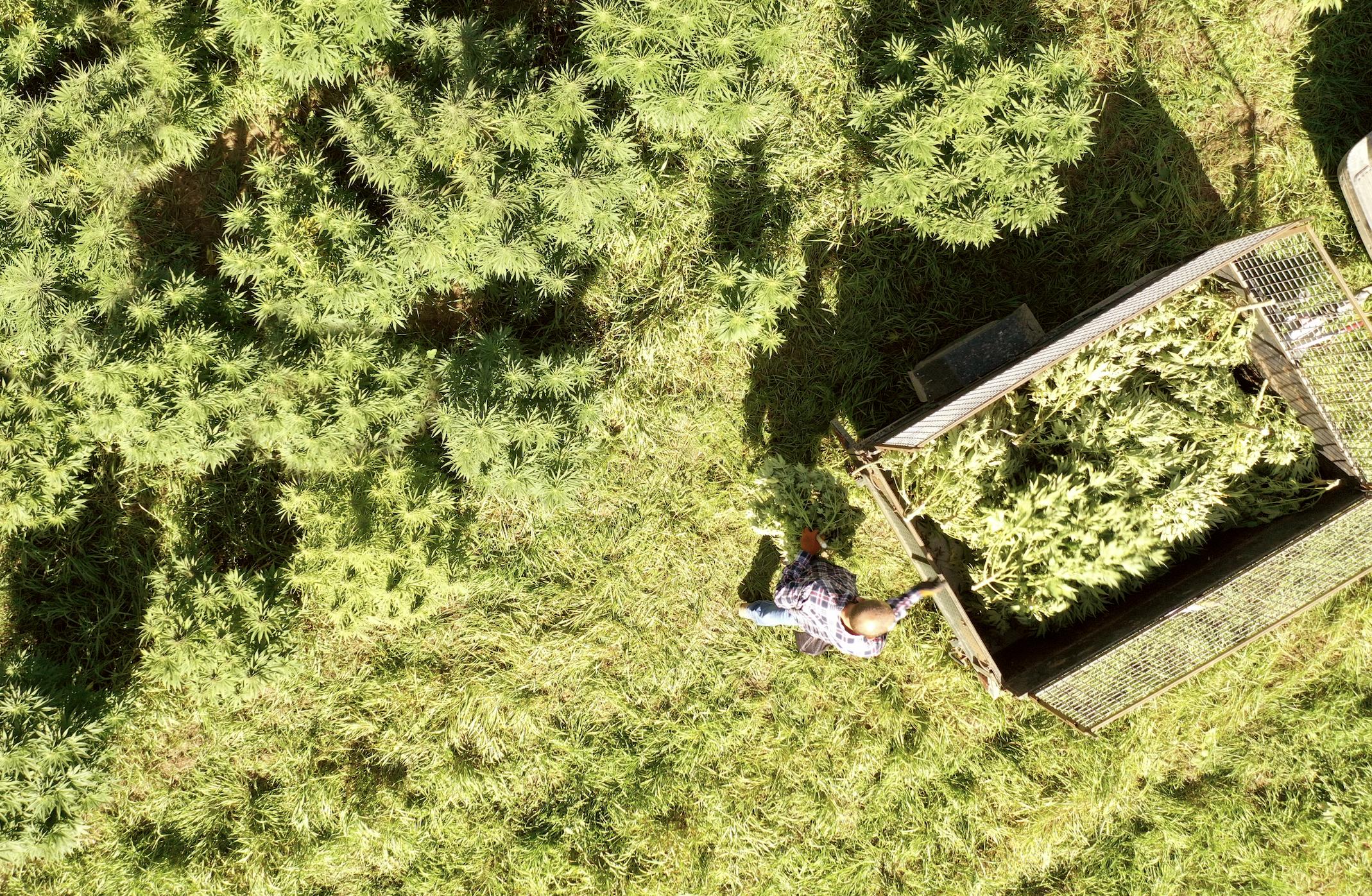 hemp plantation harvesting