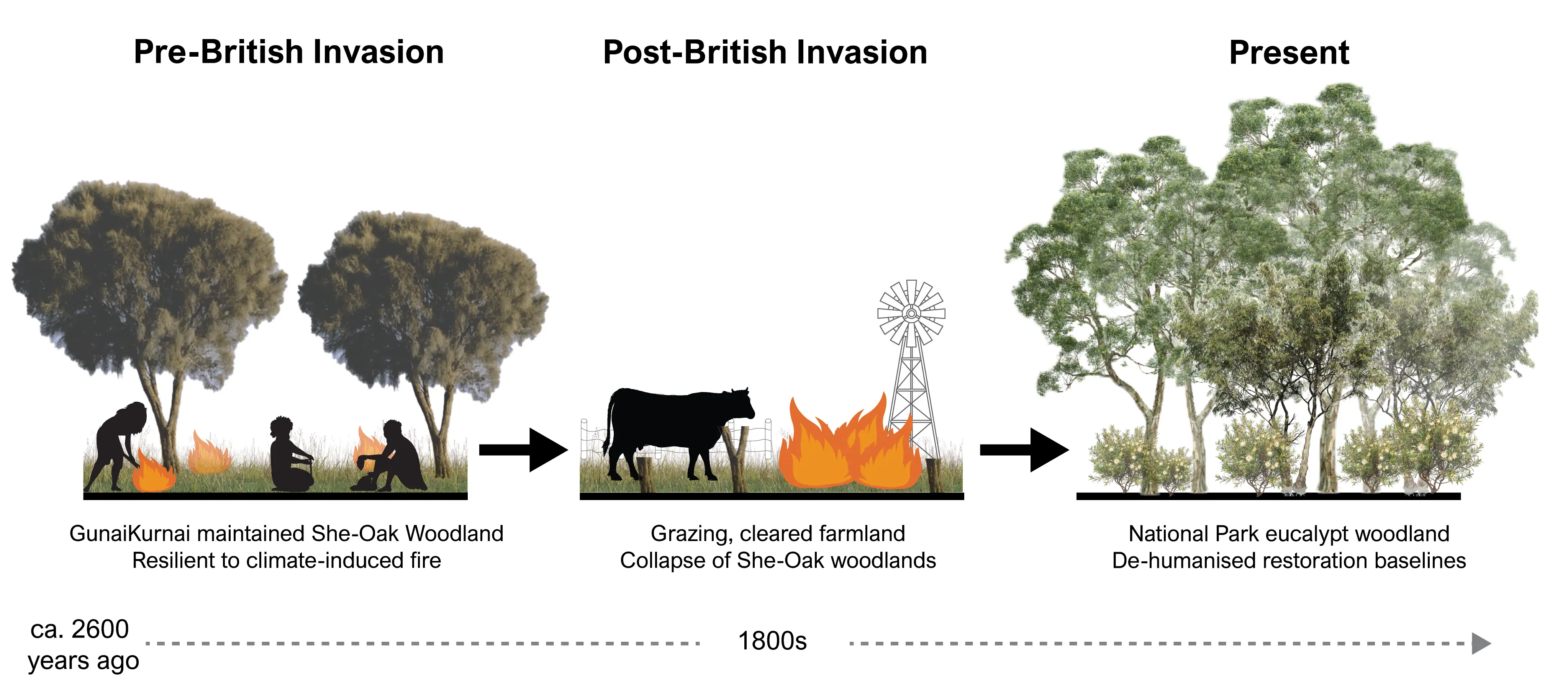 Graphical schematic showing the change from Indigenous land management to post-colonial clearing from Romano et al. 2026