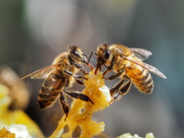 Feral honeybees key to controlling deadly parasite thumbnail image