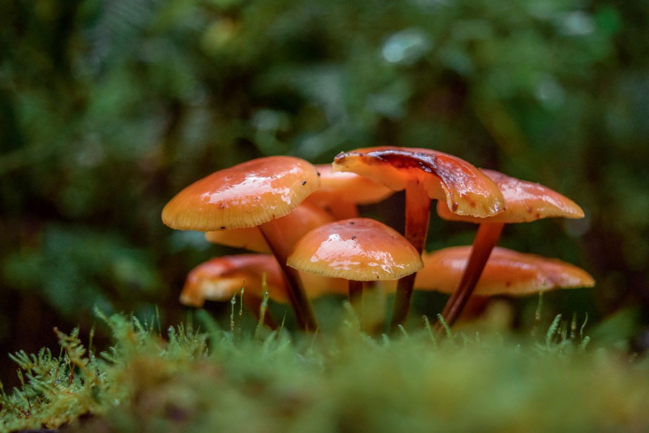 The challenge to discover our plant and fungi species thumbnail image