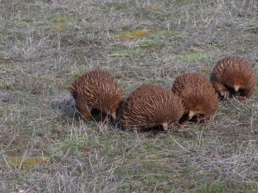 Delving into the DNA of our iconic platypus and echidna thumbnail image