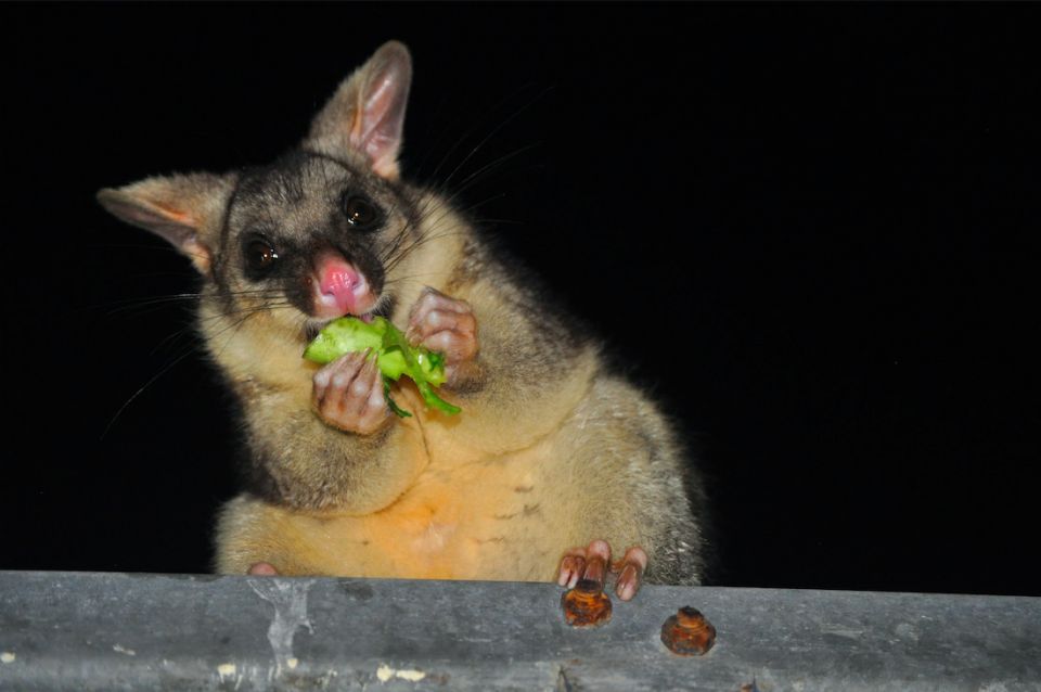 The science that stops possums eating your garden | Pursuit by the
