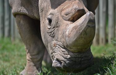 Bringing back the northern white rhino from ‘extinction’ thumbnail image