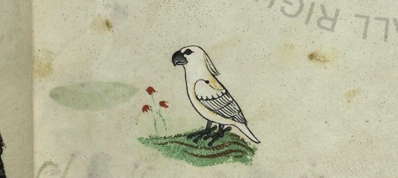 How did a cockatoo reach 13th century Sicily? thumbnail image